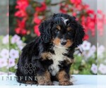 Small Bernedoodle (Miniature)