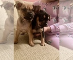 Small Photo #7 Frenchie Pug Puppy For Sale in FILLMORE, CA, USA