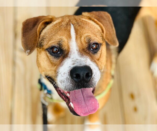 Medium Photo #2 BT Walker Puppy For Sale in Tallahassee, FL, USA