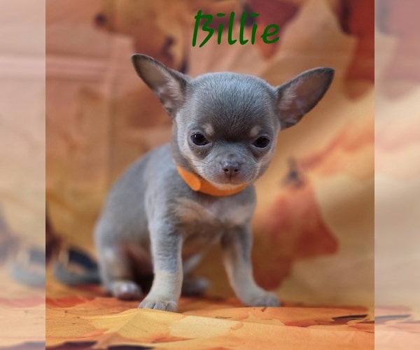 Medium Photo #1 Chihuahua Puppy For Sale in HOMERVILLE, GA, USA
