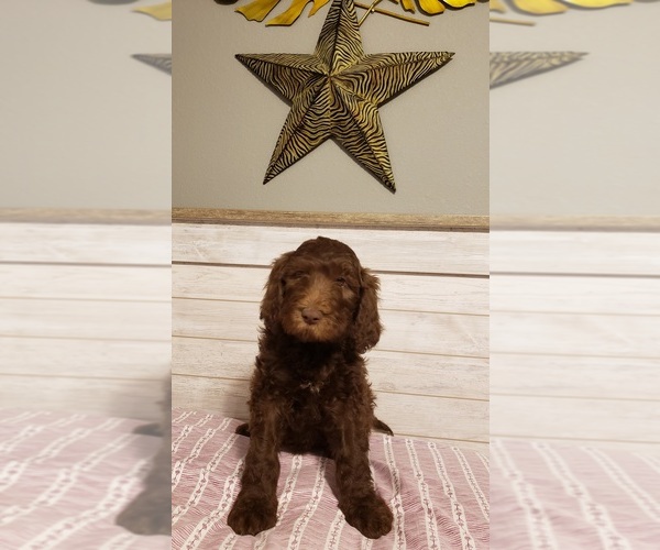 Medium Photo #5 Double Doodle Puppy For Sale in LUMBERTON, TX, USA