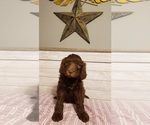 Small Photo #5 Double Doodle Puppy For Sale in LUMBERTON, TX, USA