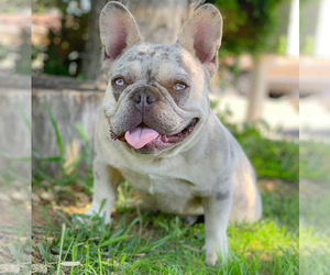 Father of the French Bulldog puppies born on 10/20/2021