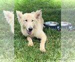 Small #4 Collie Mix