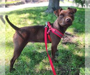 Miniature Pinscher-Unknown Mix Dogs for adoption in Minneapolis, MN, USA