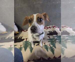 Jack Chi Dogs for adoption in Tracy City, TN, USA