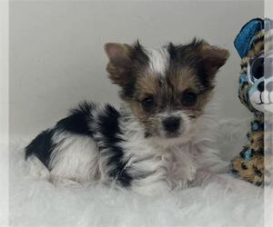Yorkshire Terrier Puppy for sale in DELRAY BEACH, FL, USA