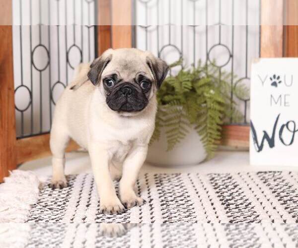 Medium Photo #1 Pug Puppy For Sale in NAPLES, FL, USA