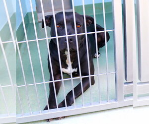 Mutt Dogs for adoption in Pasadena, CA, USA