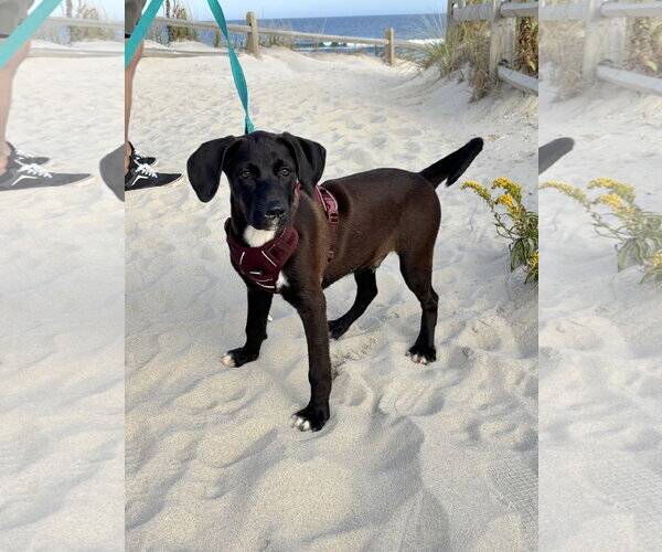 Medium Photo #1 Labrador Retriever-Unknown Mix Puppy For Sale in Oakhurst, NJ, USA
