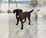 Mars – A Handsome Hunk of Chocolate! - Male Labrador Retriever-Unknown Mix Dog for Adoption - Small photo
