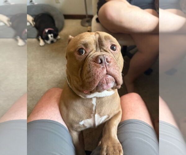 Medium Photo #3 Bulldog-Unknown Mix Puppy For Sale in St. Louis Park, MN, USA