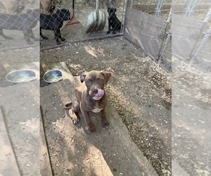 American Pit Bull Terrier Puppy for sale in FAIRBURN, GA, USA