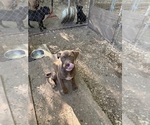 Small American Pit Bull Terrier