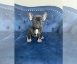 Small Photo #36 French Bulldog Puppy For Sale in DENVER, CO, USA