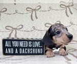 Small #3 Dachshund