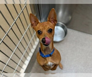 Chihuahua Dogs for adoption in Denver, CO, USA