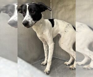 Canaan Dog-Unknown Mix Dogs for adoption in San Antonio, TX, USA