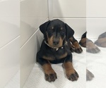 Puppy Red female Doberman Pinscher