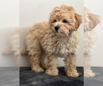 Small Photo #3 Aussiedoodle Puppy For Sale in BEECH GROVE, IN, USA