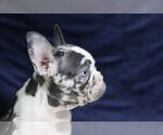 Small Photo #3 French Bulldog Puppy For Sale in LGHTHSE POINT, FL, USA
