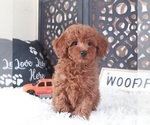 Small #3 Poodle (Toy)