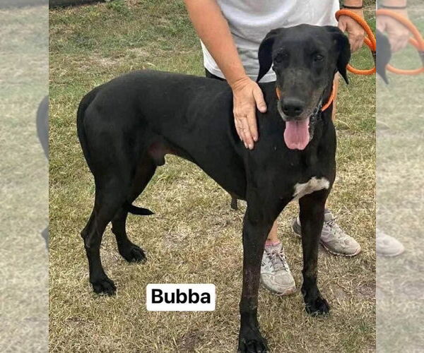 Medium Photo #2 Great Dane Puppy For Sale in Bullard, TX, USA