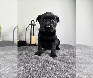 Labrador Retriever Puppy for sale in FRANKLIN, IN, USA