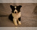 Puppy 10 Shetland Sheepdog