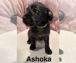 Havanese-Unknown Mix Dogs for adoption in Newport Beach, CA, USA