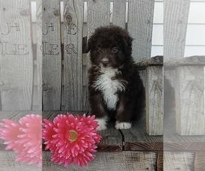Miniature American Shepherd-Poodle (Miniature) Mix Puppy for sale in FREDERICKSBURG, OH, USA