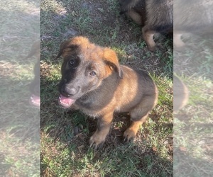 German Shepherd Dog Puppy for sale in CLERMONT, FL, USA