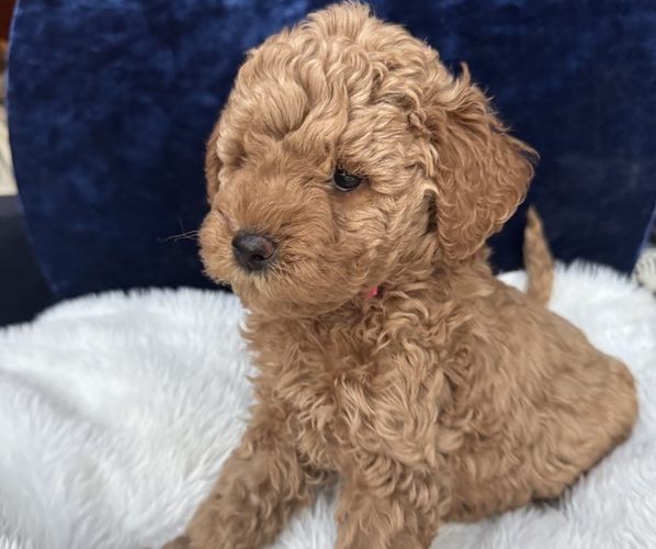 Medium Photo #2 Goldendoodle (Miniature) Puppy For Sale in SAN FERNANDO, CA, USA