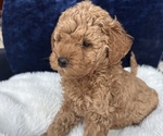 Small #1 Goldendoodle (Miniature)