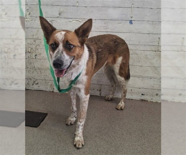 Medium Photo #1 Mutt Puppy For Sale in San Bernardino, CA, USA