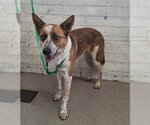 Small Mutt