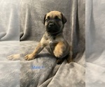Small Photo #8 Boerboel Puppy For Sale in SUGAR LAND, TX, USA