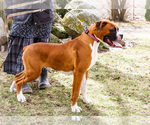 Small #7 Boxer