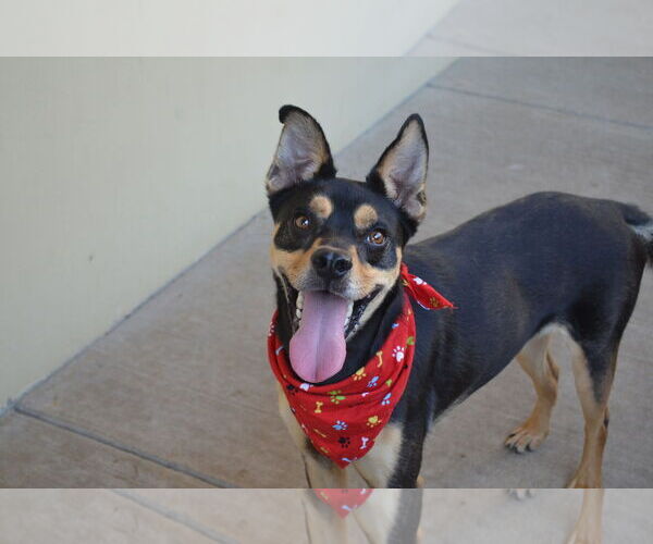 Medium Photo #1 Mutt Puppy For Sale in McKinney, TX, USA