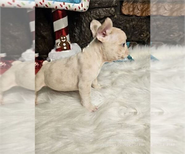Medium Photo #17 French Bulldog Puppy For Sale in BOCA RATON, FL, USA