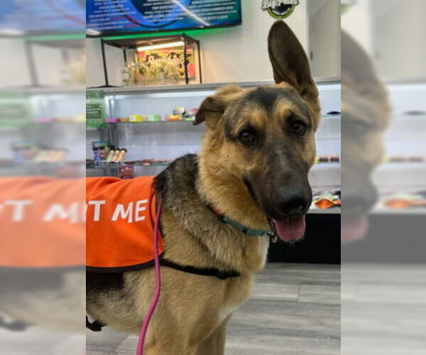 Medium Photo #3 Mutt Puppy For Sale in Ventura, CA, USA