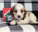 Small Photo #17 Cocker Spaniel-Poodle (Miniature) Mix Puppy For Sale in LAKELAND, FL, USA