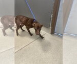 ROBIN - Male American Staffordshire Terrier-Treeing Walker Coonhound Mix Dog for Adoption - Small photo