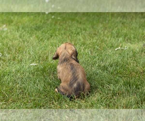 Medium Photo #4 Dachshund Puppy For Sale in MILFORD, IN, USA
