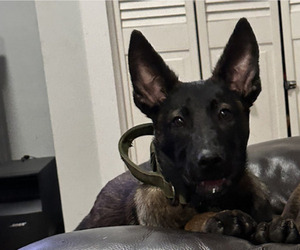 Mother of the Belgian Malinois puppies born on 03/09/2025