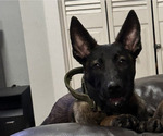 Small Photo #1 Belgian Malinois Puppy For Sale in MIAMI, FL, USA