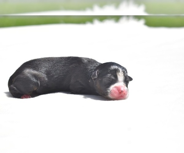 Medium Photo #1 Miniature Australian Shepherd Puppy For Sale in PALM COAST, FL, USA