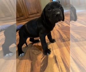 Labralas Puppy for sale in LAKEVILLE, MN, USA