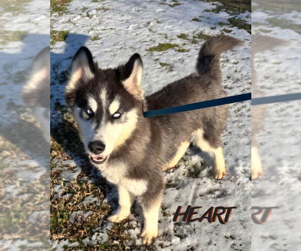 Medium Photo #2 Siberian Husky Puppy For Sale in Severn, MD, USA