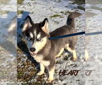 Small #1 Siberian Husky